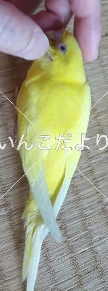 コメントの画像