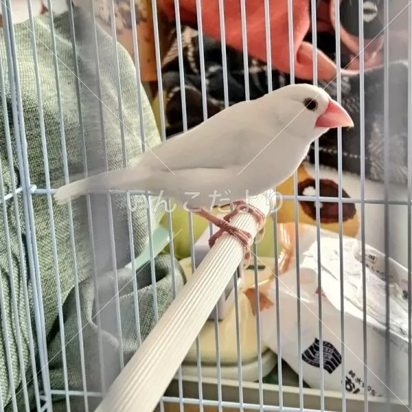 コメントの画像