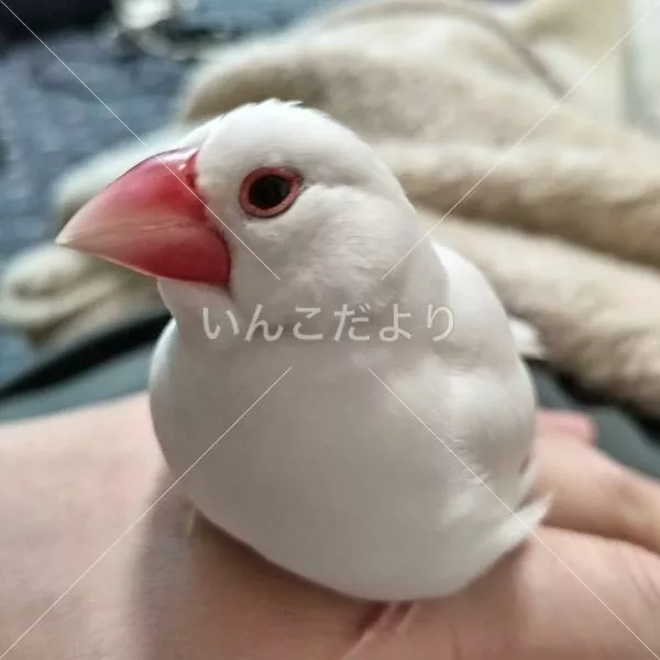 コメントの画像