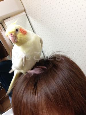 コメントの画像