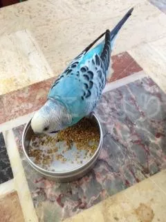 コメントの画像