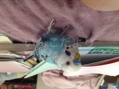 コメントの画像