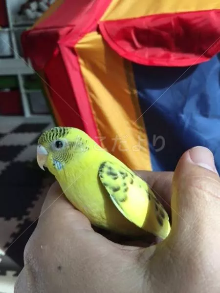 コメントの画像