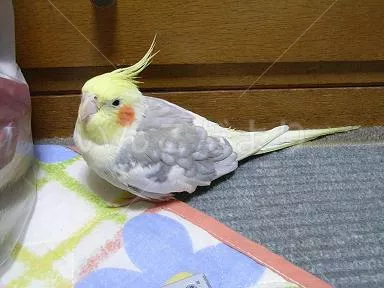 コメントの画像