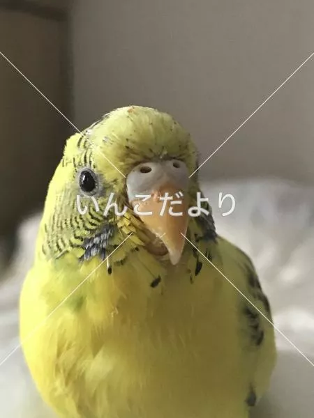 コメントの画像