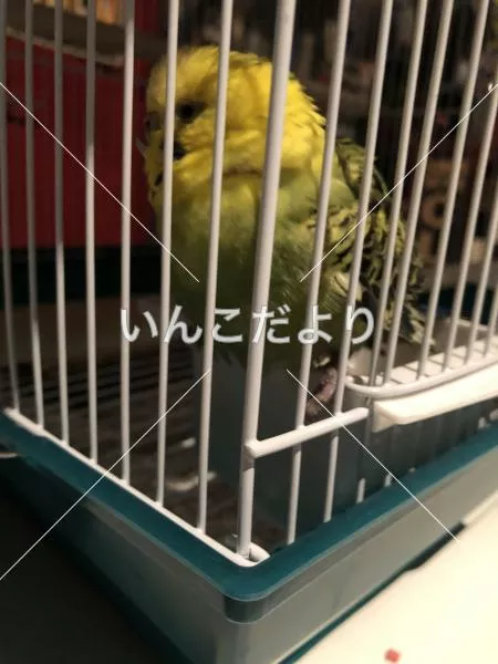 コメントの画像