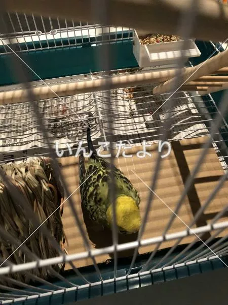 コメントの画像