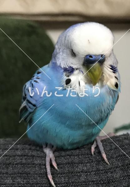 コメントの画像