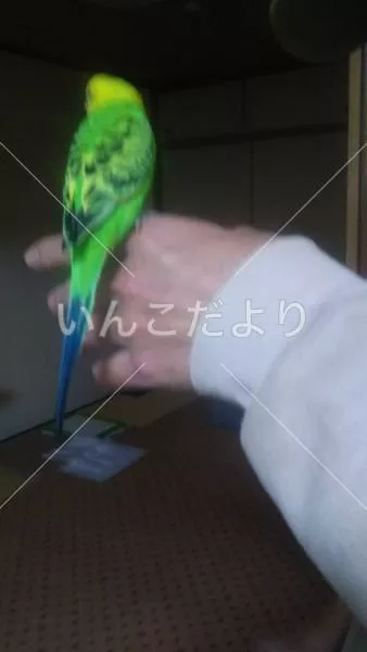 コメントの画像
