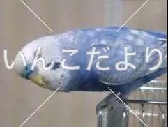 コメントの画像