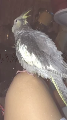 コメントの画像