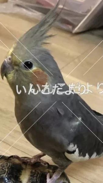 コメントの画像