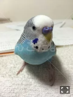 コメントの画像