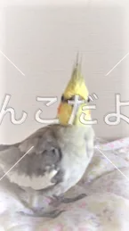 コメントの画像