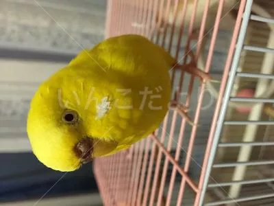 コメントの画像