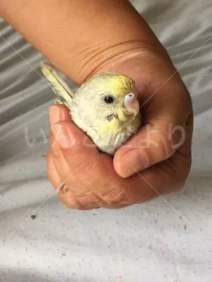 コメントの画像