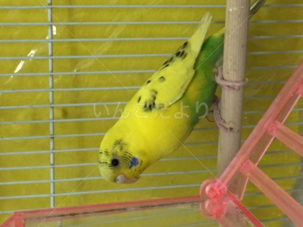 コメントの画像