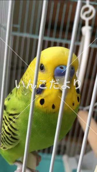 コメントの画像