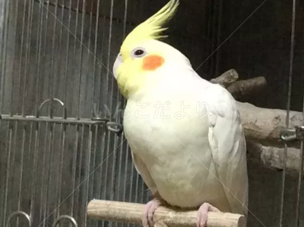 コメントの画像