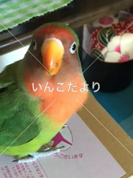 コメントの画像