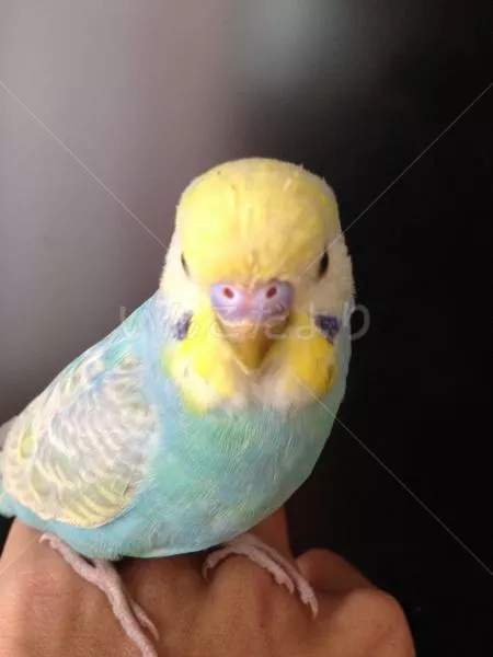 コメントの画像