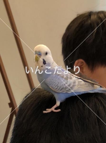 コメントの画像