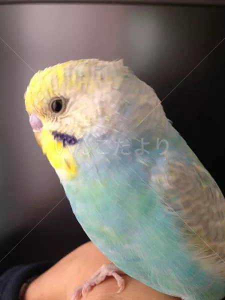 コメントの画像