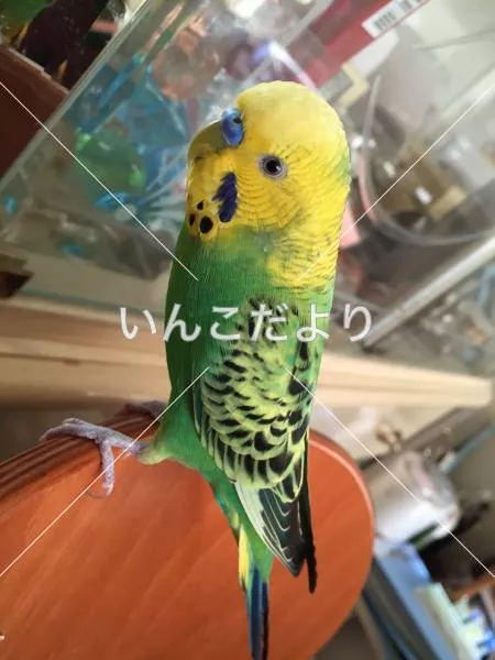 コメントの画像