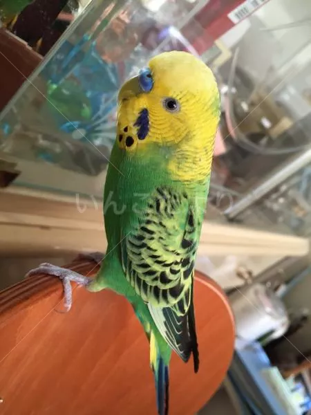 コメントの画像