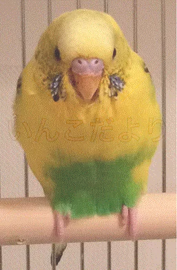 コメントの画像