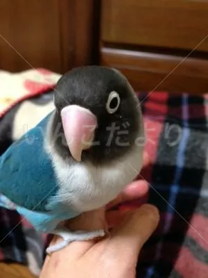 コメントの画像