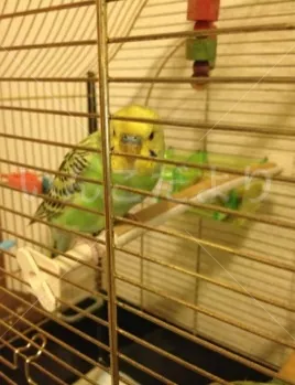 コメントの画像