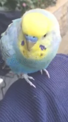 コメントの画像