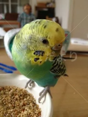 コメントの画像