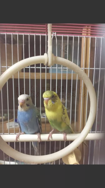 コメントの画像