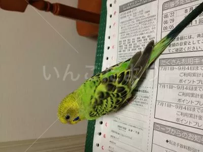 コメントの画像