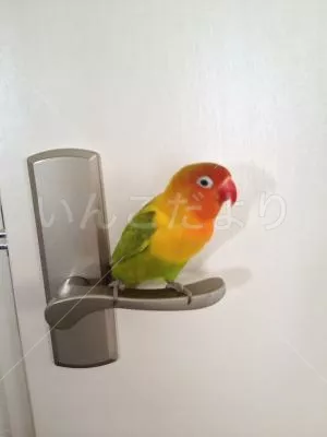 コメントの画像