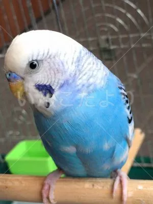 コメントの画像