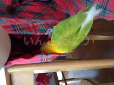 コメントの画像