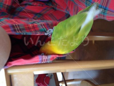 コメントの画像