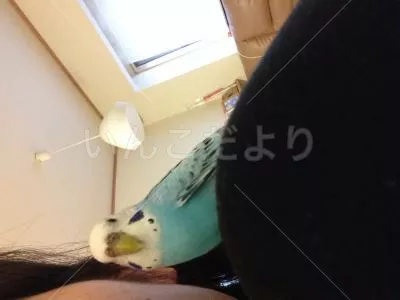 コメントの画像