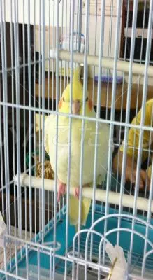 コメントの画像