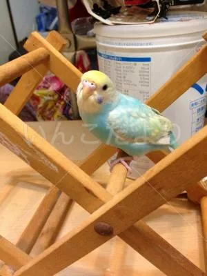 コメントの画像