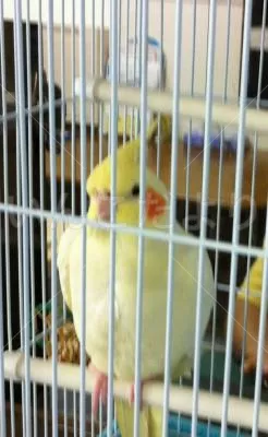 コメントの画像