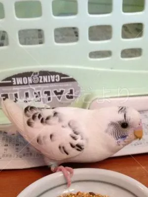 コメントの画像