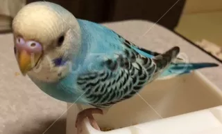 コメントの画像