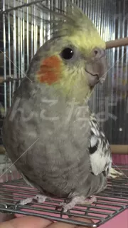 コメントの画像