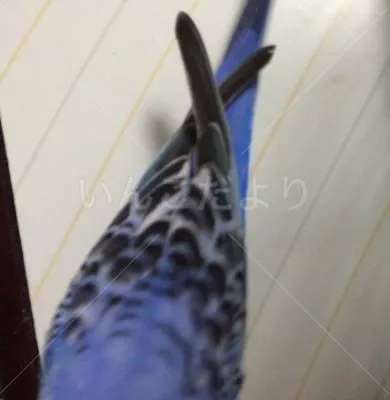 コメントの画像