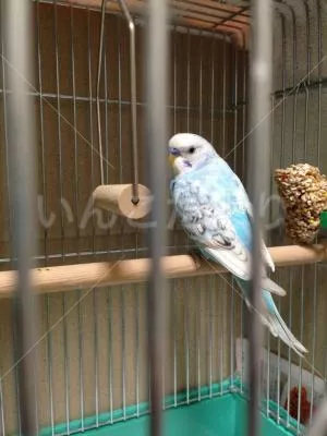 コメントの画像