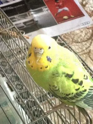 コメントの画像